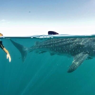 Small Group Whale Shark Snorkeling in La Paz, Mexico