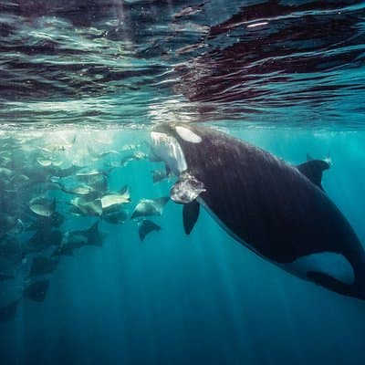 Ocean Safari: Sea Lions, Mobula Rays, Dolphins, Orcas & Whales