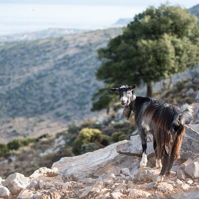 PRIVATE-Zeus’ Birthplace - Knossos-Olive oil Factory-Old Villages
