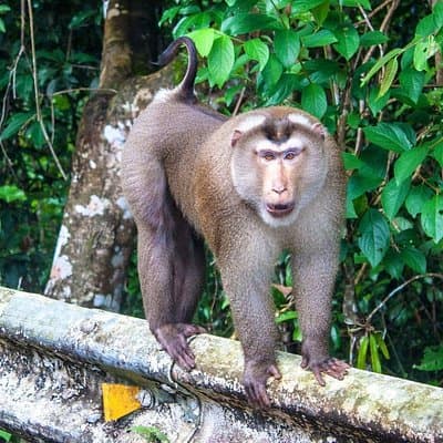 Khao Yai National Park Full-Day From Bangkok - Including Ticket