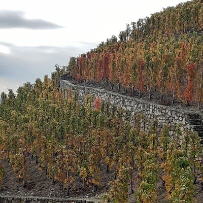 Guided tour and wine tasting Northern Rhône Valley