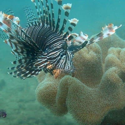 Cham Island Snorkeling Private Tour (Only Snorkeling & Beach)