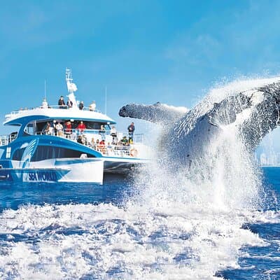 Whale Watching by Sea World Cruises