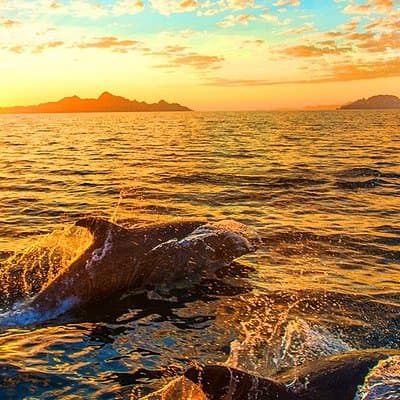 Premium Dolphins Watching in the National Park Brijuni from Pula