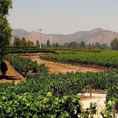 Concha y toro vineyard tour