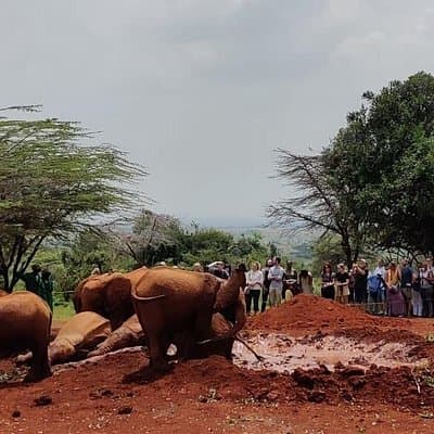 Nairobi National Park, Elephant Orphanage & Giraffe Center tour.