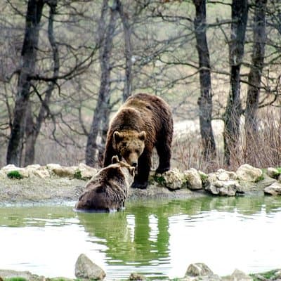Bear Sanctuary and Bran Castle from Brasov