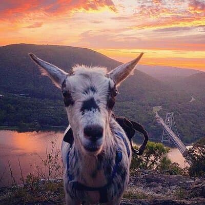 Goat Hiking, Beaver Dam Visit and picnic in Quebec forest