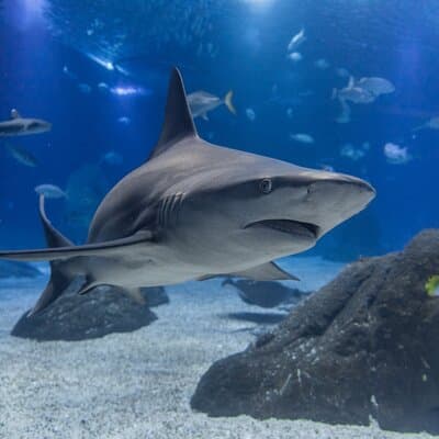 Lisbon Oceanario: Aquarium Entrance Ticket