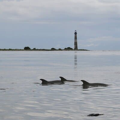 Charleston Eco Boat Cruise with stop at Morris Island Lighthouse
