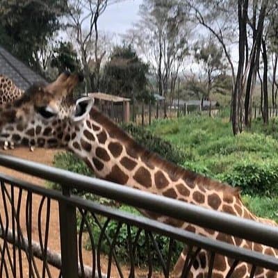 Nairobi: Giraffe Center & Bomas of Kenya cultural center.