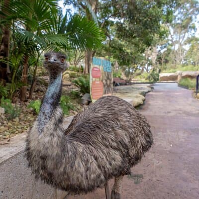 Sydney Taronga Zoo Wild Australia Experience