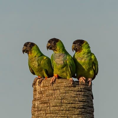 Birding and Nature Chaco Tour