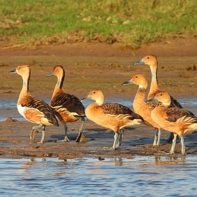 Paraguay River Nature and Wildlife Boat Tour from Asunción