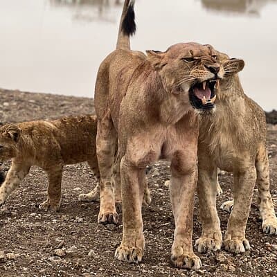 Safari In Nairobi Kenya National Park Half day Tour