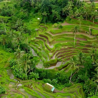 Private Half Day-Tour: Ubud Art Village Trip