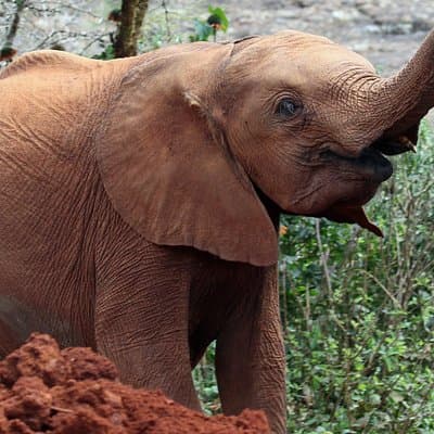 Nairobi National Park, Elephant Orphanage and Giraffe Center Tour