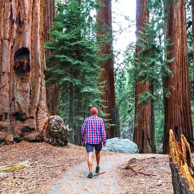 Muir Woods and Sausalito Half Day Tour