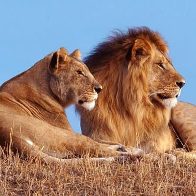 Private 1 Day Akagera Big Five Safari with pick up and lunch.