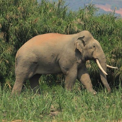 Laos Elephant Sanctuary keeper+ Kuangsi waterfall +Hmong village