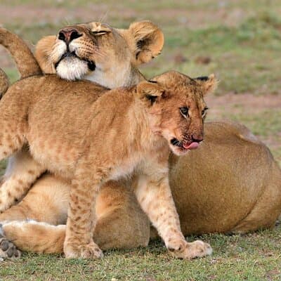 Half Day Safari at Nairobi National Park