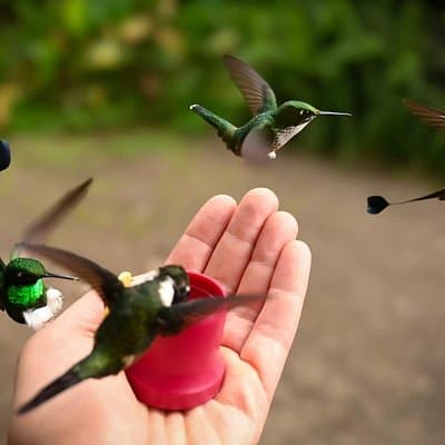 Mindo Cloud Forest Private Tour: Birdwatching, Birds & Nature
