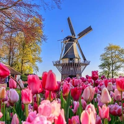 Keukenhof and Zaanse Schans Windmills Tour from Amsterdam