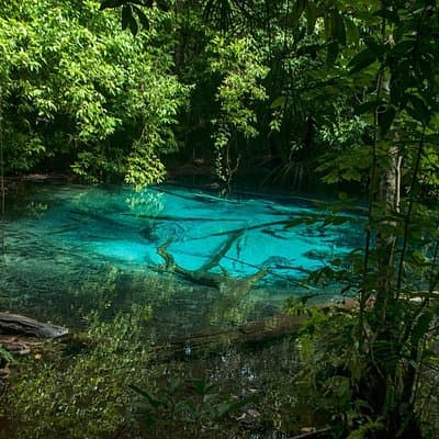 Tiger Cave and Emerald Pool Jungle Tour from Krabi