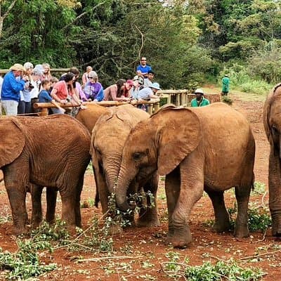 Elephant Orphanage, Giraffe Centre& optional Nairobi NationalPark