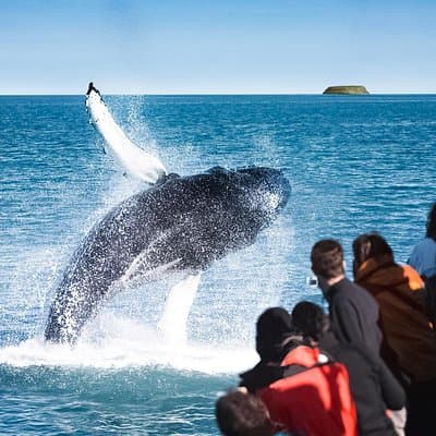 Traditional Oak Ship Whale Watching Tour From Husavik