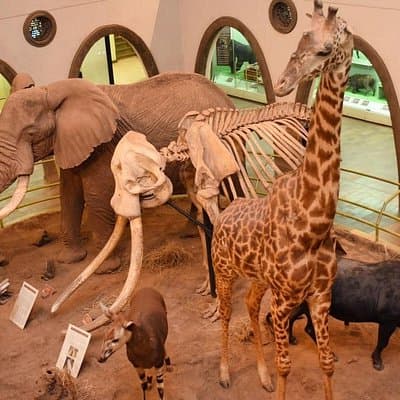 Nairobi National Museum and Snake Park Guided Tour