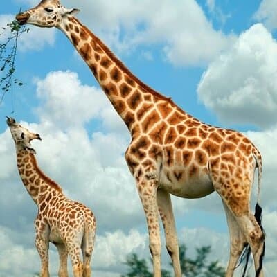 Nairobi; Giraffe Center and Karen Blixen museum.