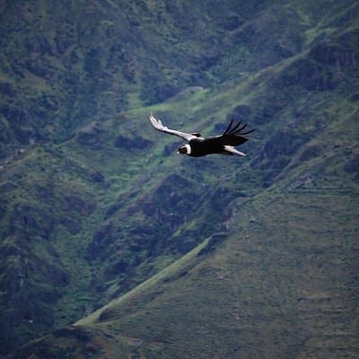Colca Canyon Plus