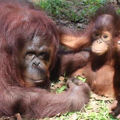 Bukit Merah Orang Utan and Penang City Private Tour
