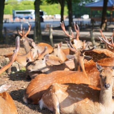 Nara Early Morning Tour Kyoto or Osaka Departure Available