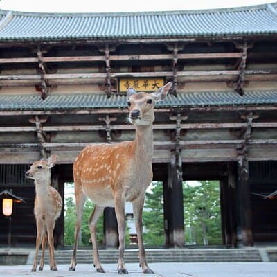 Perfect Nara Park Half-Day Bus Tour with English Speaking Guide