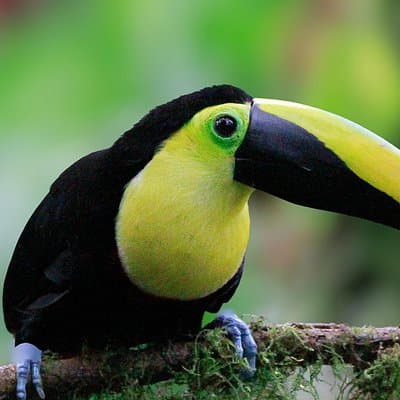 Private customizable tour at Mindo cloud forest
