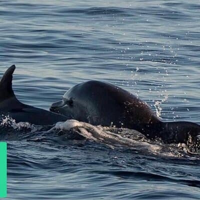 Brijuni Dolphin & Sunset Boat Tour with Dinner & Drinks included