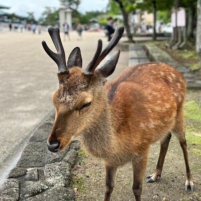 Hiroshima and Miyajima by Bike and Boat