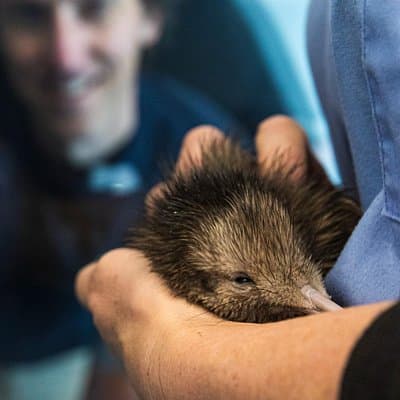 National Kiwi Hatchery - Kiwi Encounter Guided Tour
