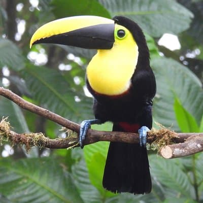 Private Mindo Cloud Forest Experience