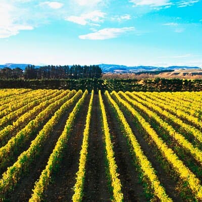 Lyttelton Shore Excursion - City Highlights & Waipara Wine Tour