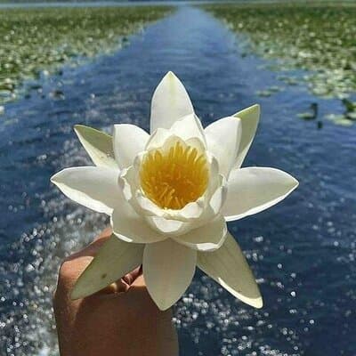 Virpazar Skadar Lake Boat Tour with Wildlife & Nature