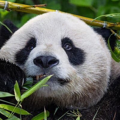 San Diego Zoo 1 Day Pass Any Day Ticket