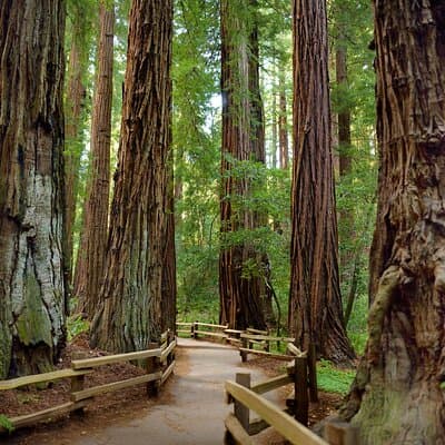 San Francisco Excursion: Guided Tour to Muir Woods and Sausalito