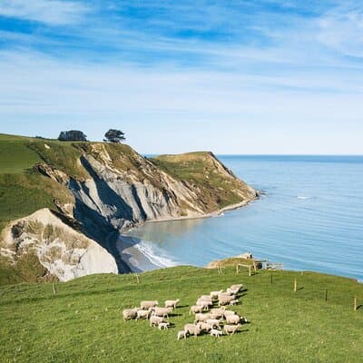 Christchurch: Sheep Farm, Lunch and Winery Day Trip