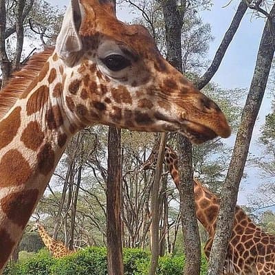 Giraffe Center Karen Blixen Beads Center and Bomas of Kenya