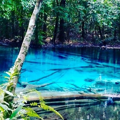 Emerald Pool: Jungle Tour, Private Full Day with Lunch