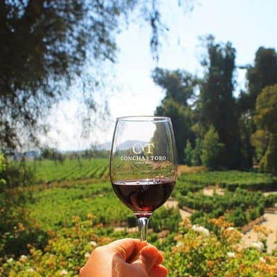New Experience Concha y Toro Winery Tour from Santiago