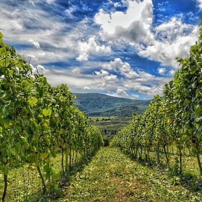 Wine Tourism and Cheese in Cantabria